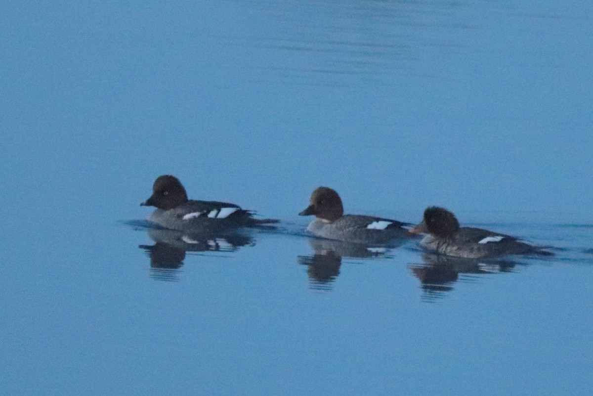 Common/Barrow's Goldeneye - ML628398259