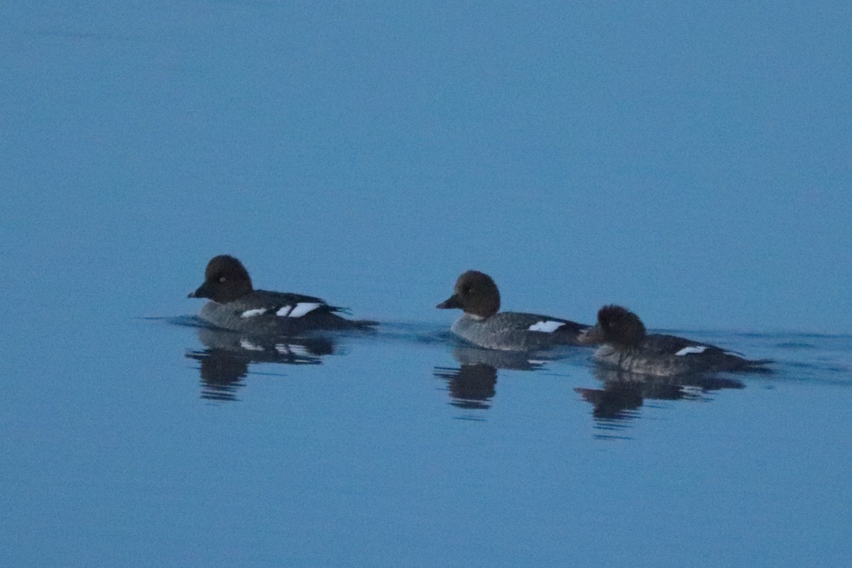 Common/Barrow's Goldeneye - ML628398260