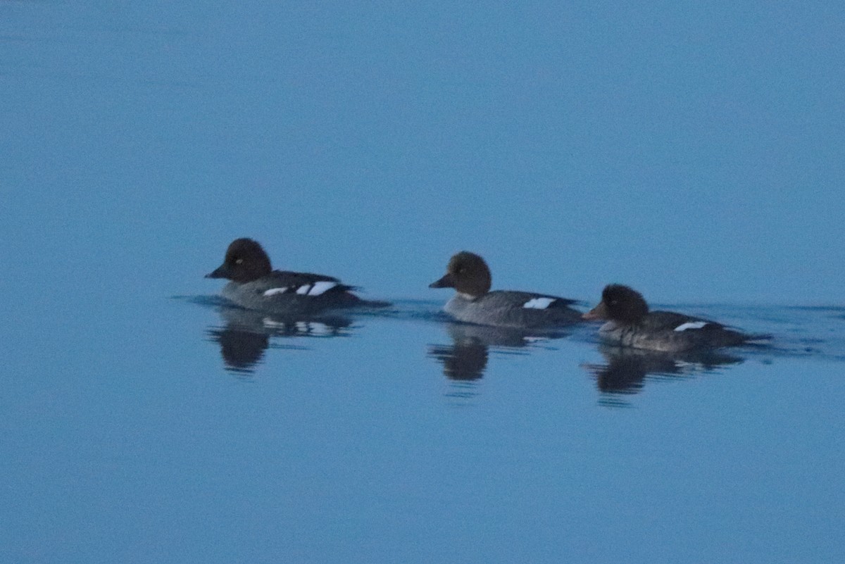 Common Goldeneye - ML628398262