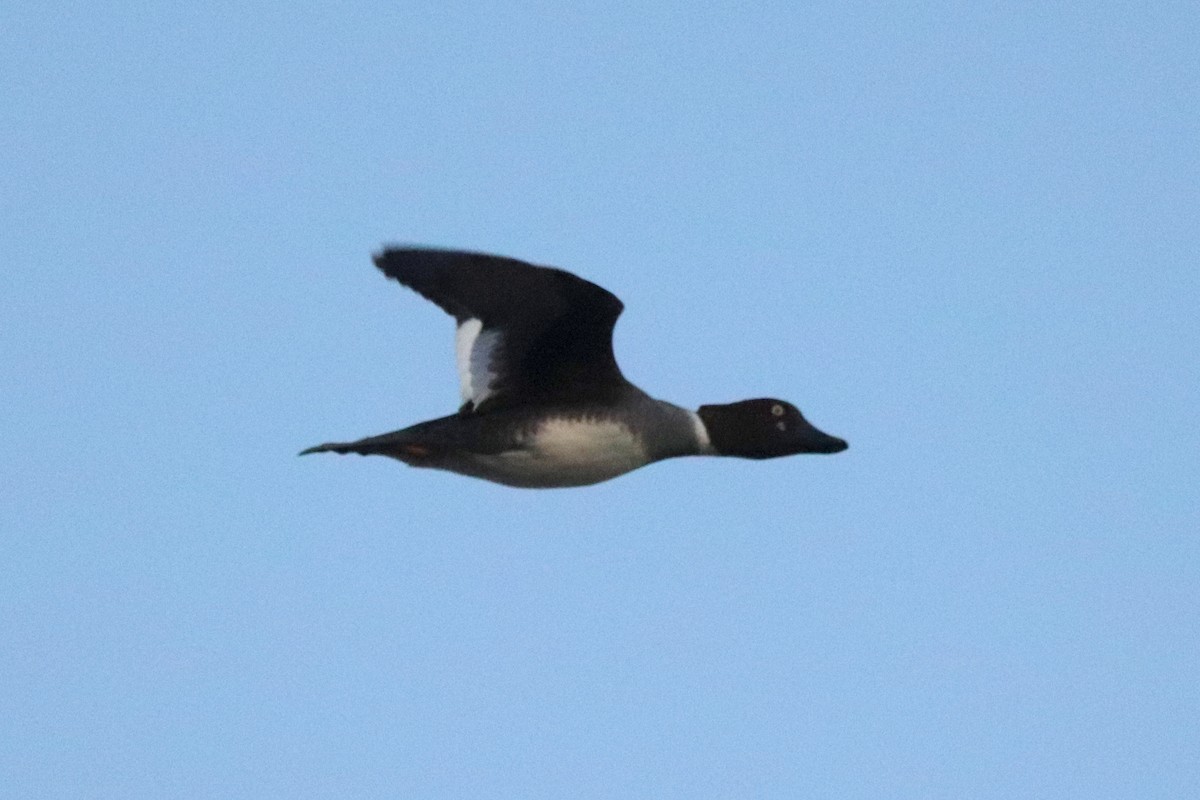 Common Goldeneye - ML628398268