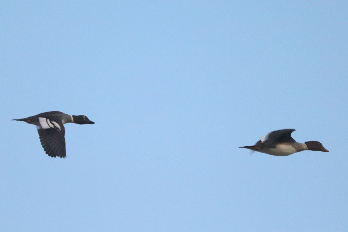 Common/Barrow's Goldeneye - ML628398275