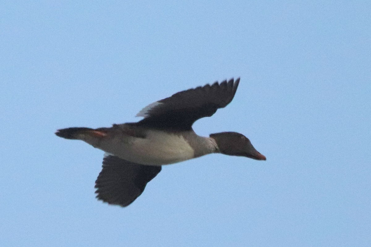 Common/Barrow's Goldeneye - ML628398277