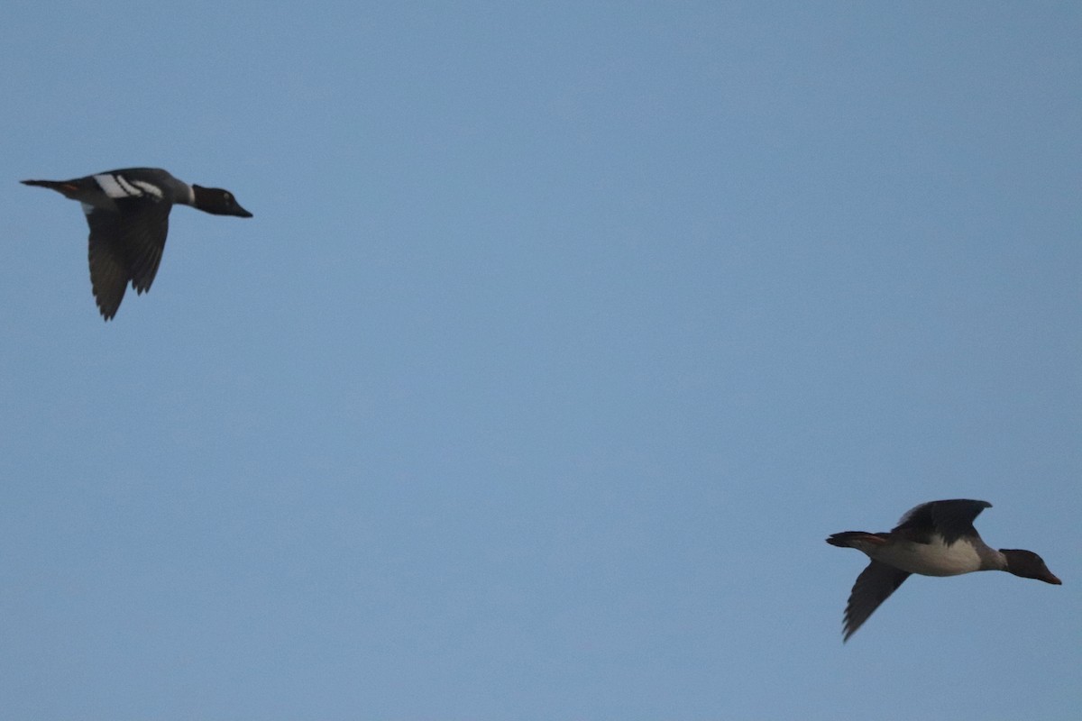 Common/Barrow's Goldeneye - ML628398296