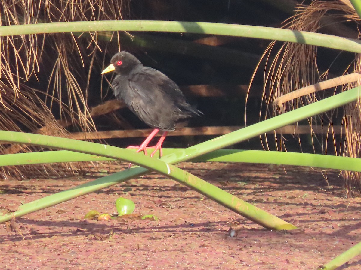 Black Crake - ML628398311