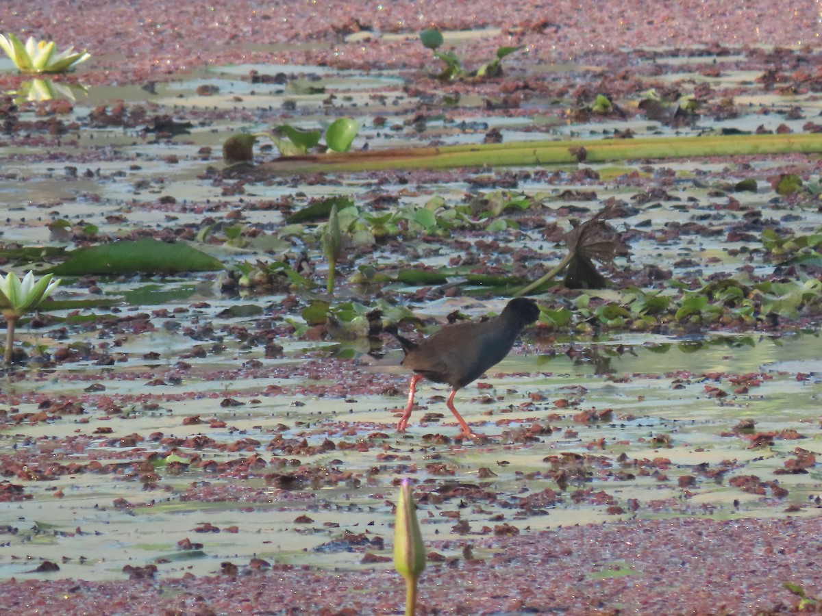 Black Crake - ML628398312