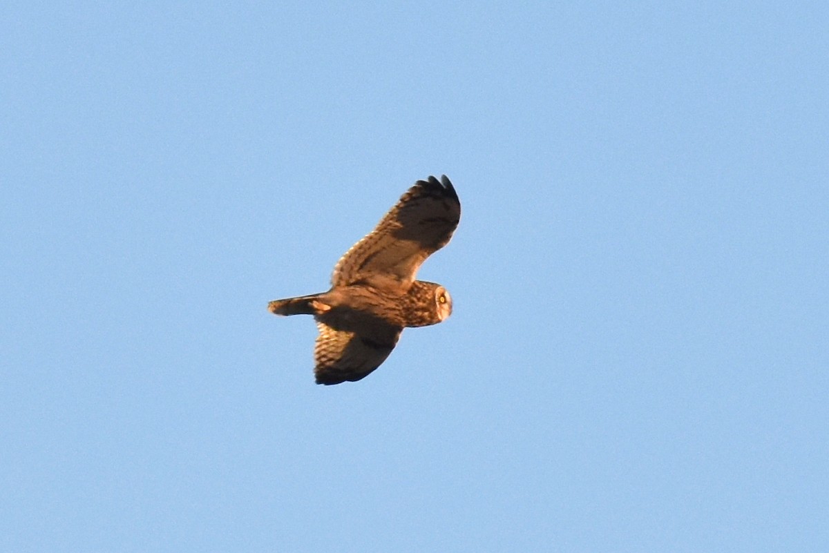 Short-eared Owl - ML628398403