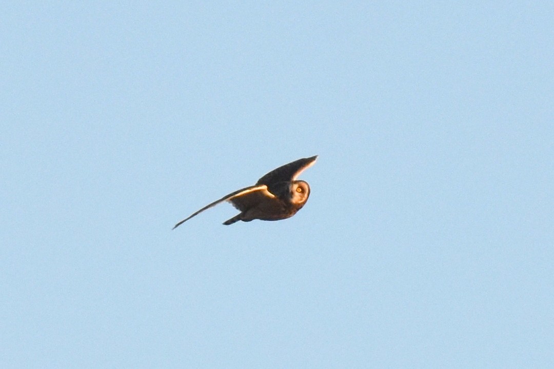 Short-eared Owl - ML628398404