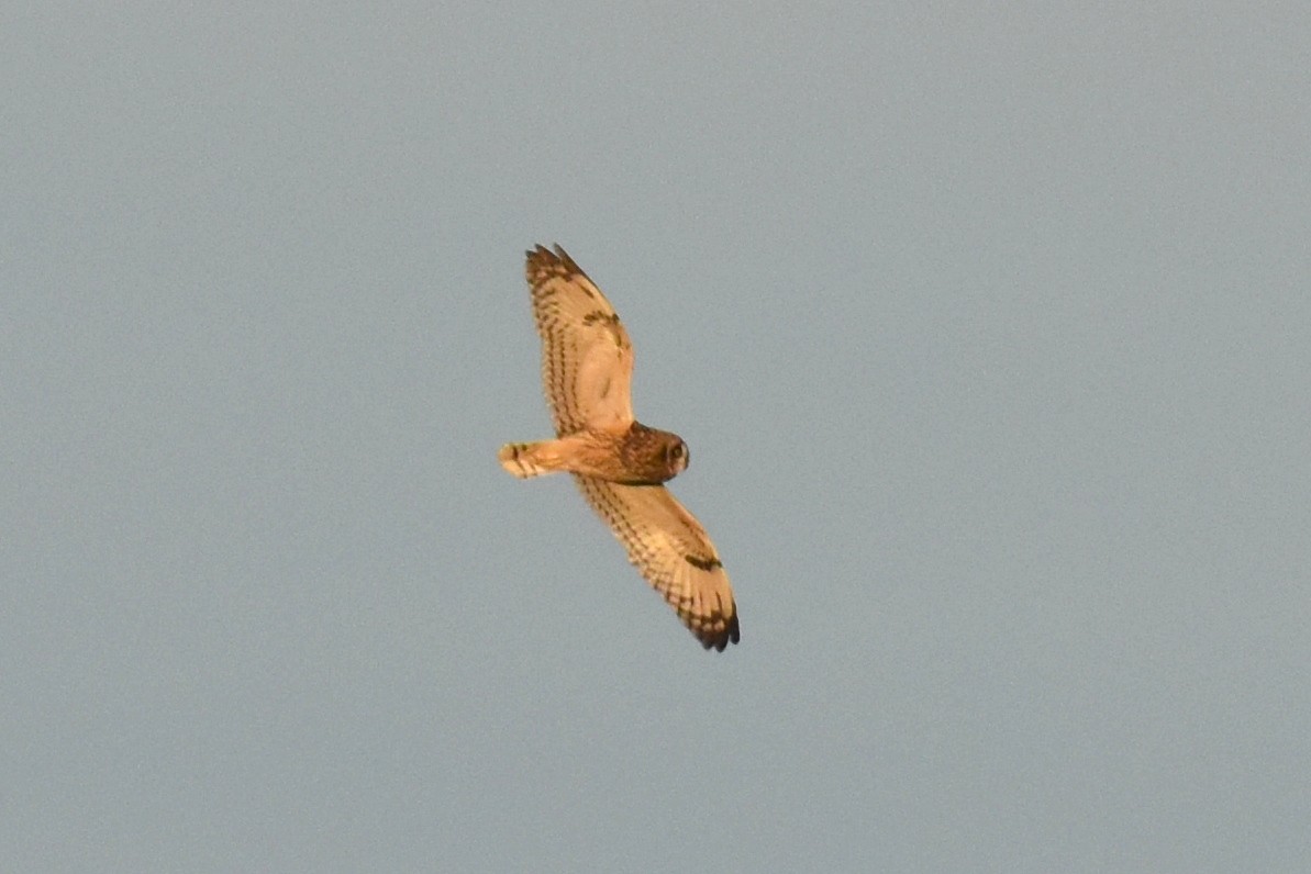 Short-eared Owl - ML628398411