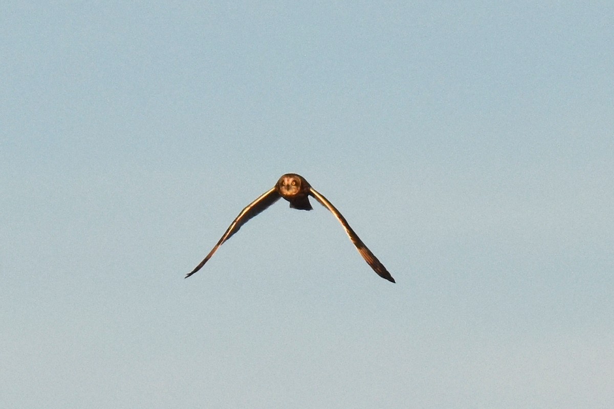 Short-eared Owl - ML628398412
