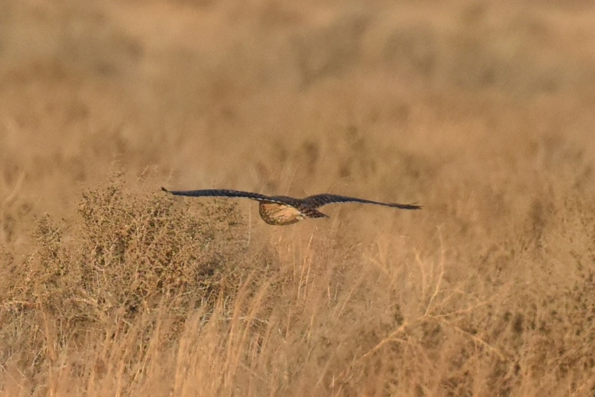 Short-eared Owl - ML628398421