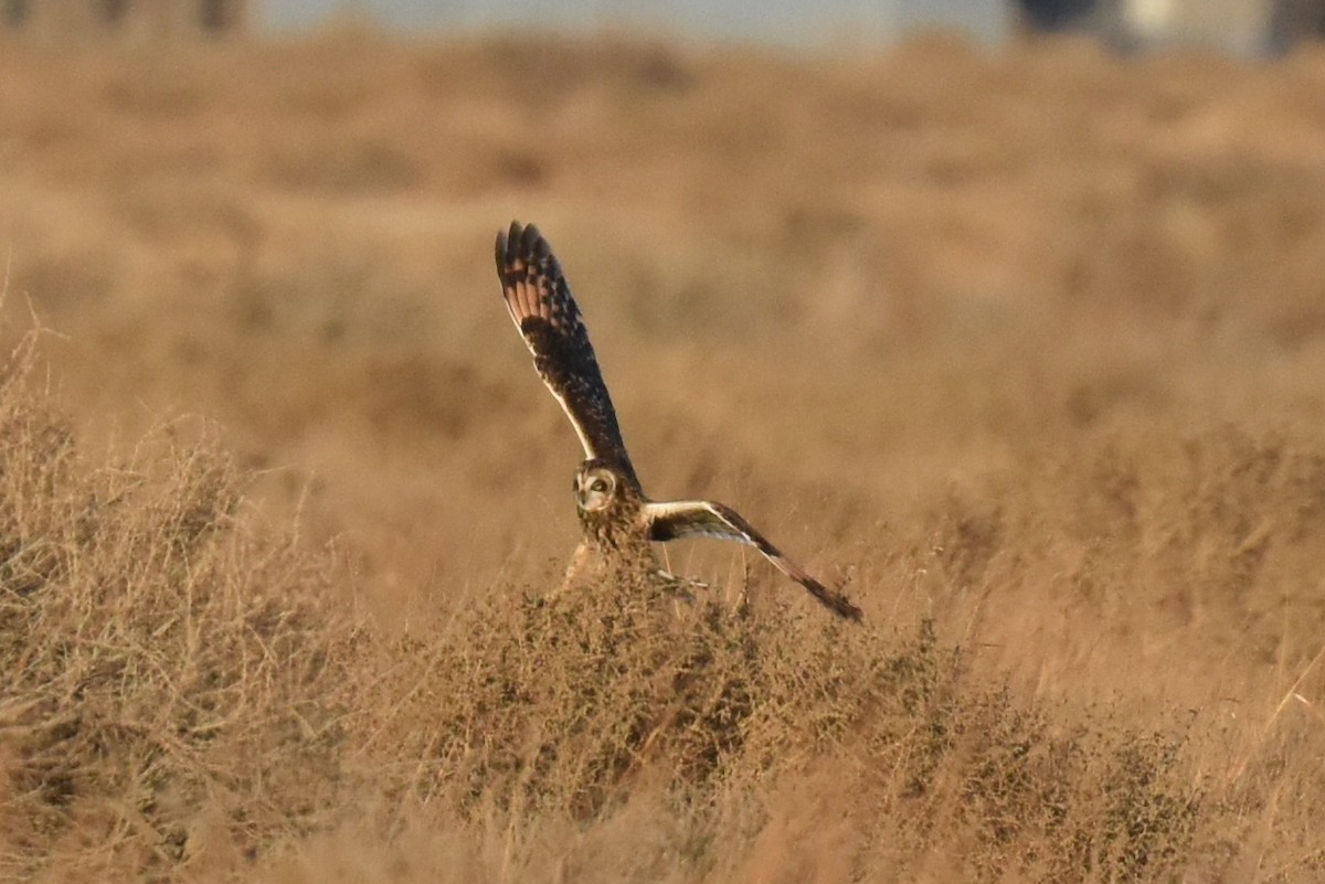 Short-eared Owl - ML628398422