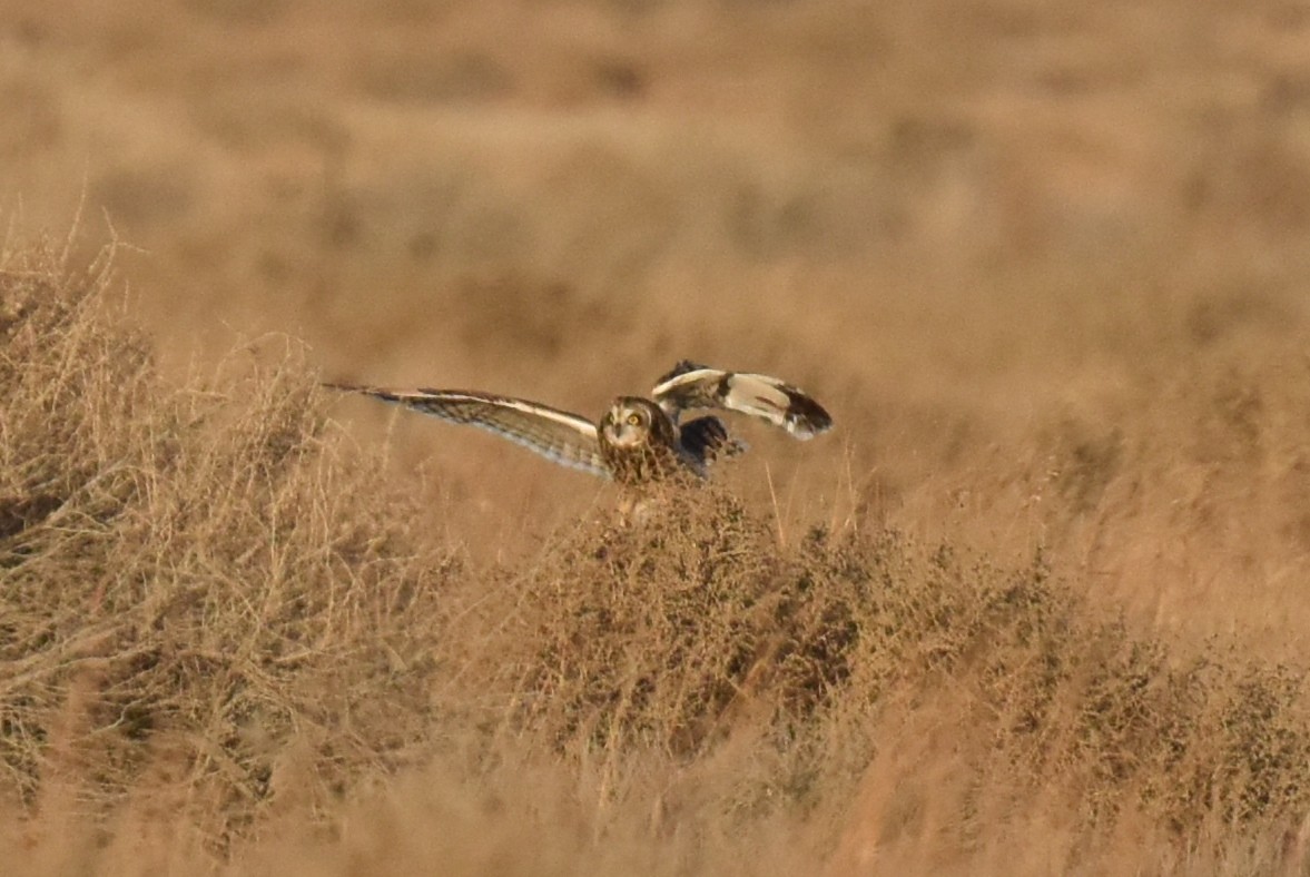 Short-eared Owl - ML628398423