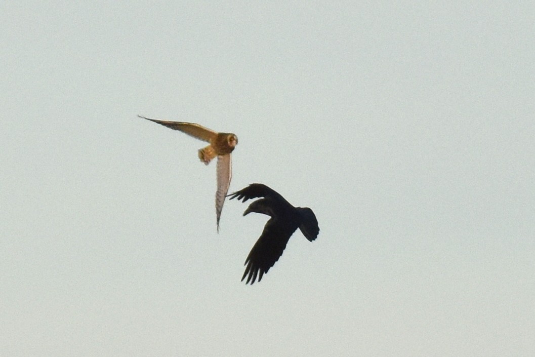 Short-eared Owl - ML628398430