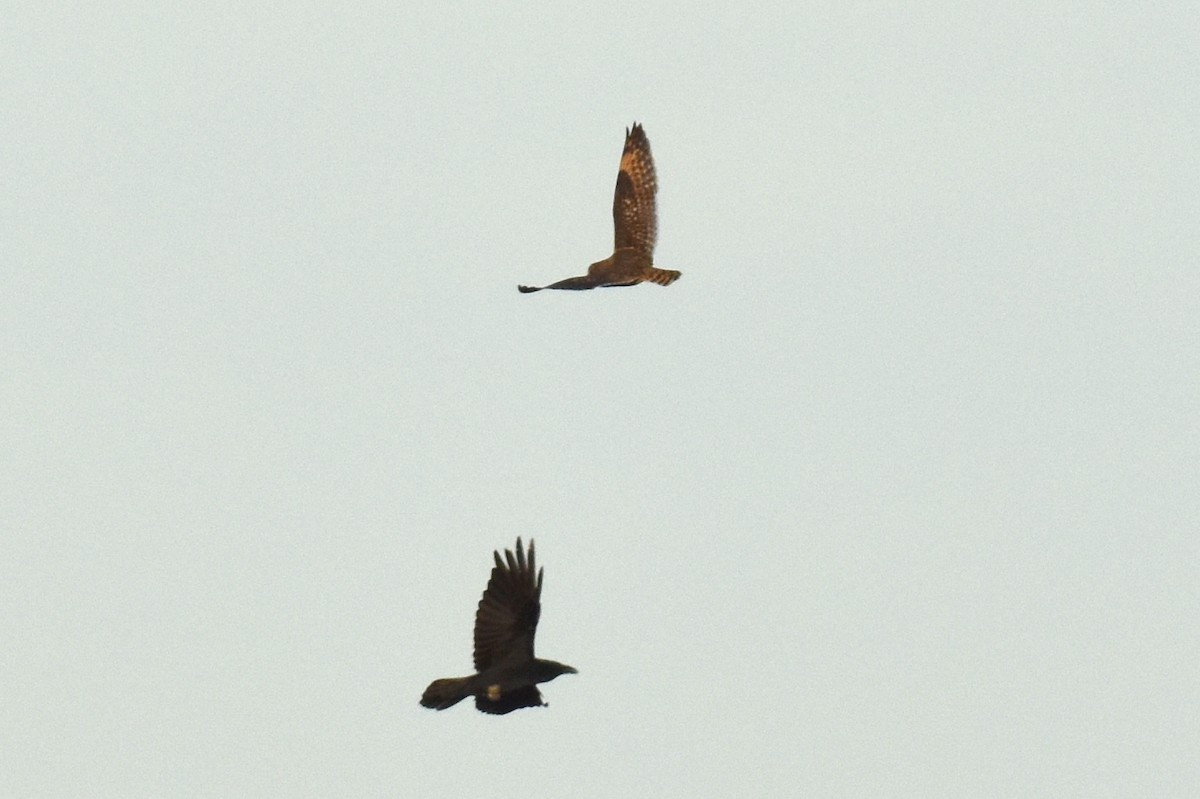 Short-eared Owl - ML628398431