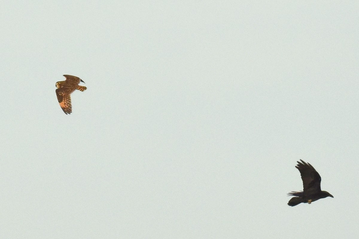 Short-eared Owl - ML628398432