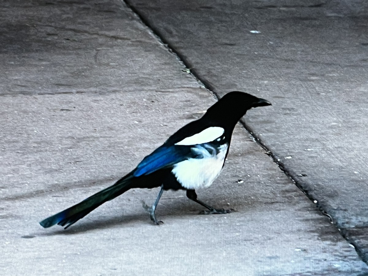 Black-billed Magpie - ML628398450