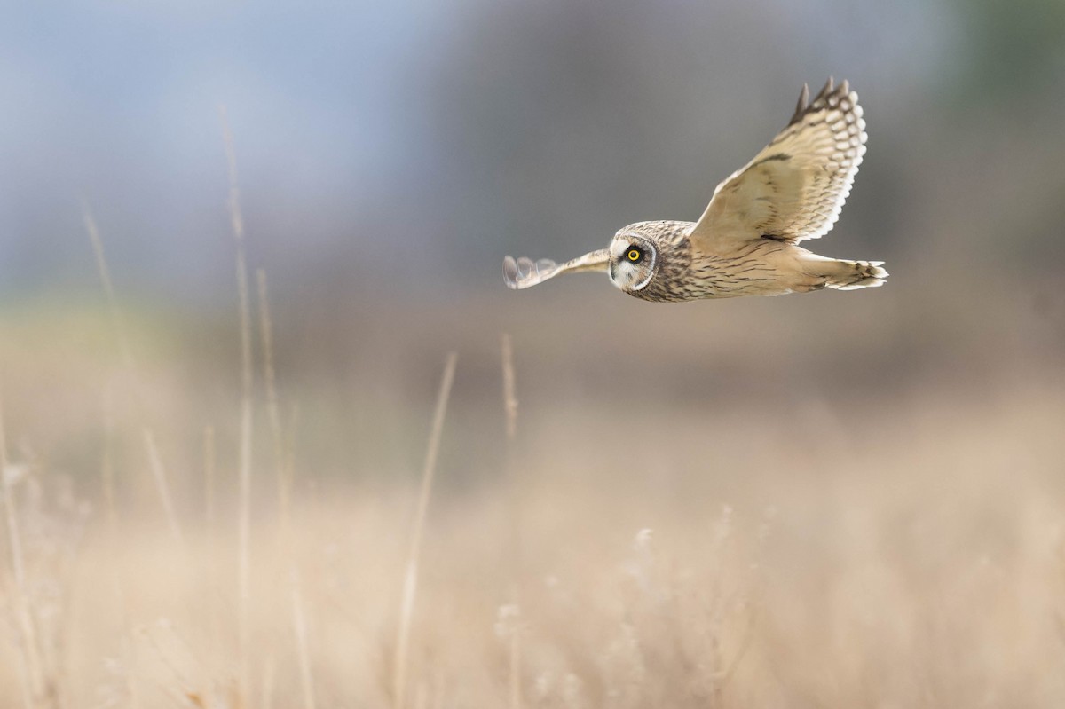 Short-eared Owl - ML628398474