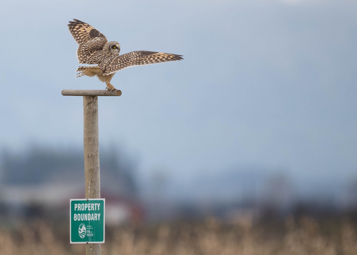 Short-eared Owl - ML628398482