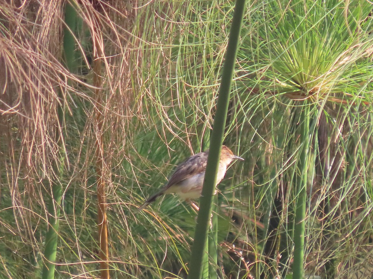 Carruthers's Cisticola - ML628398604