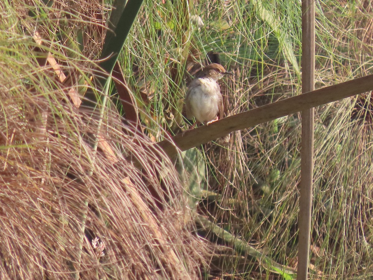 Carruthers's Cisticola - ML628398605