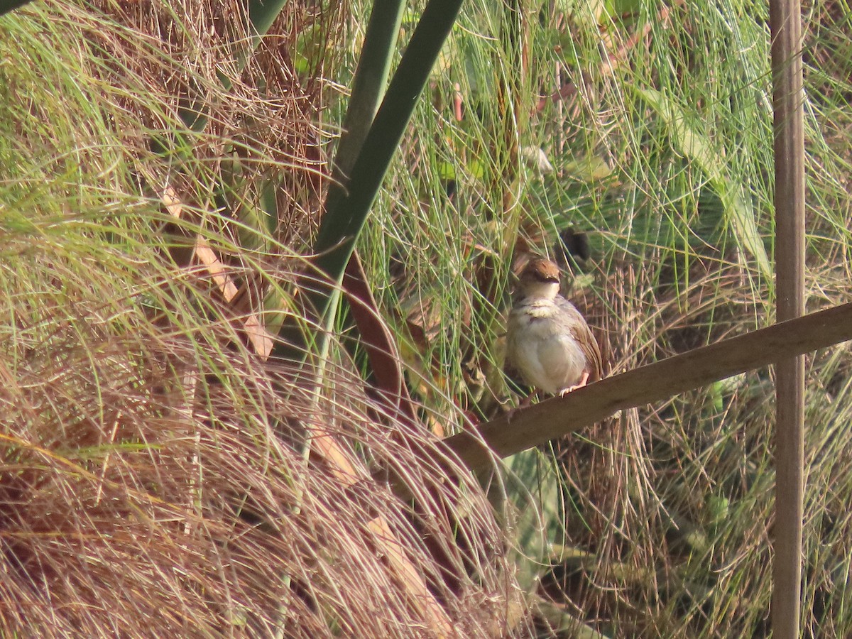 Carruthers's Cisticola - ML628398606
