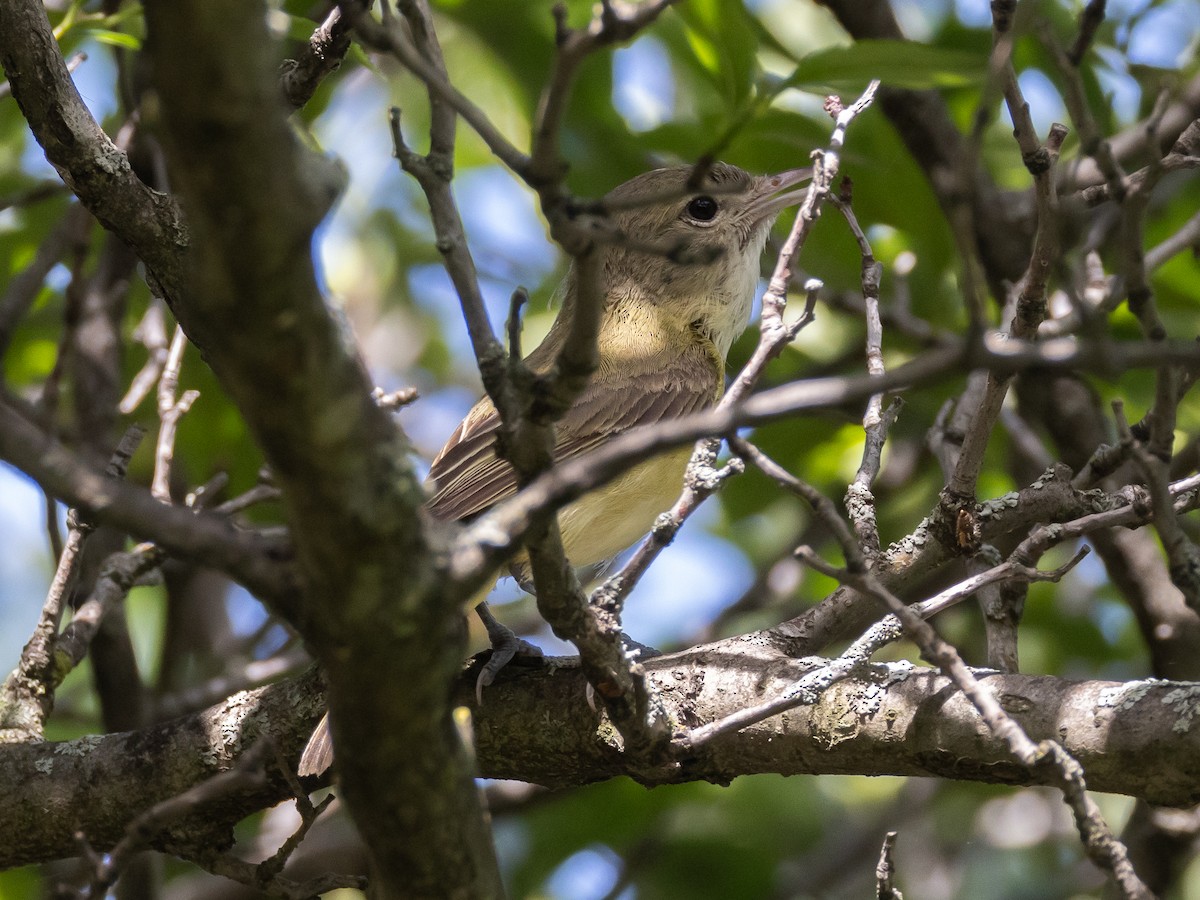 Bell's Vireo - ML628398615