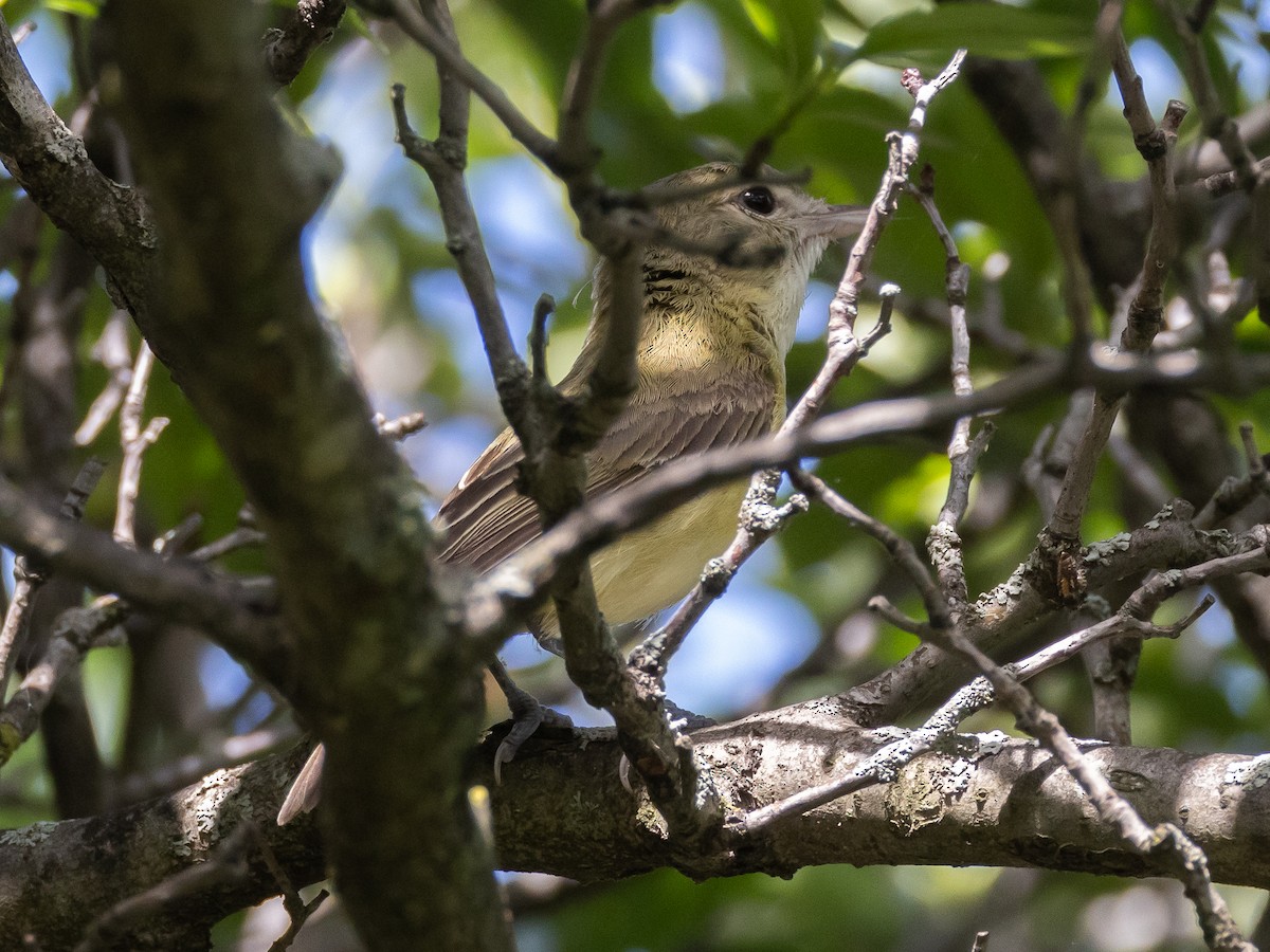 Bell's Vireo - ML628398616