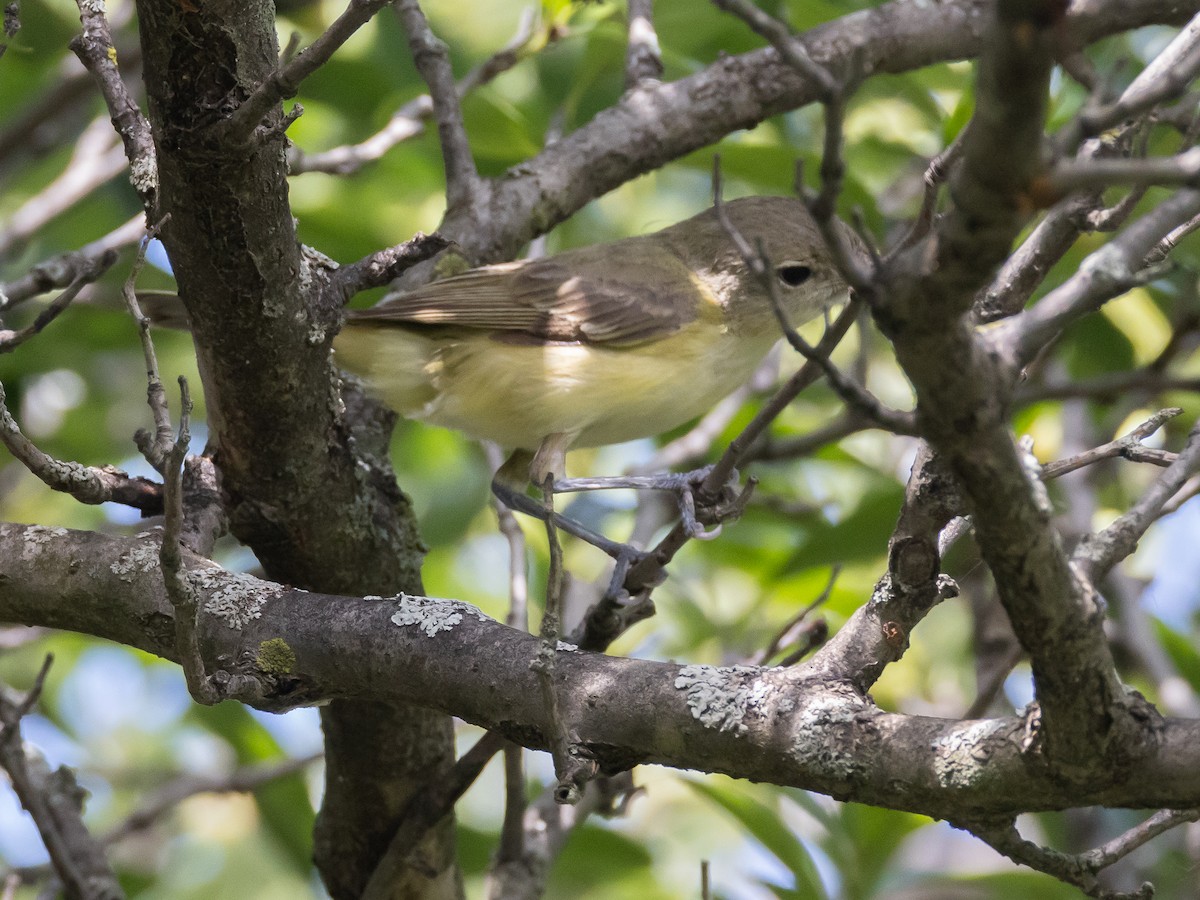 Bell's Vireo - ML628398617