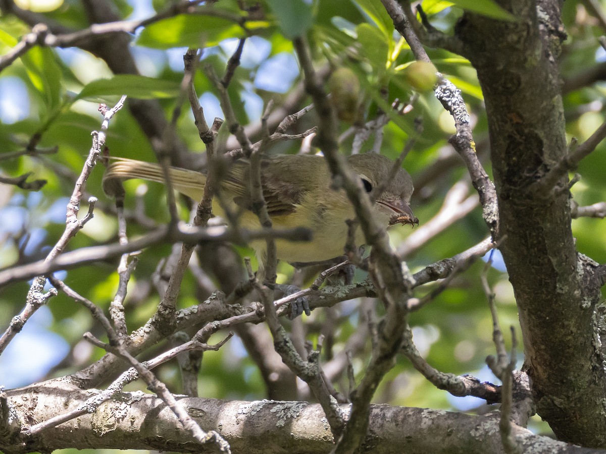 Bell's Vireo - ML628398618