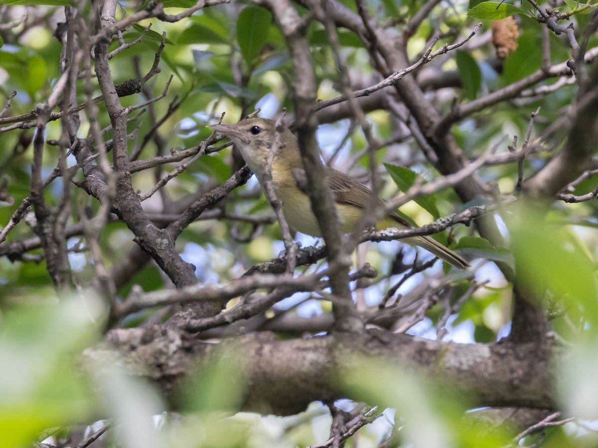Bell's Vireo - ML628398619