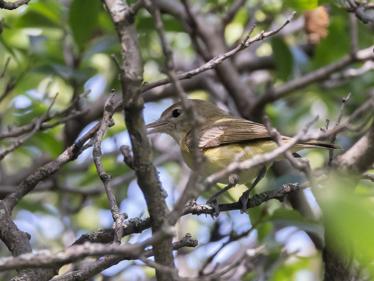Bell's Vireo - ML628398620