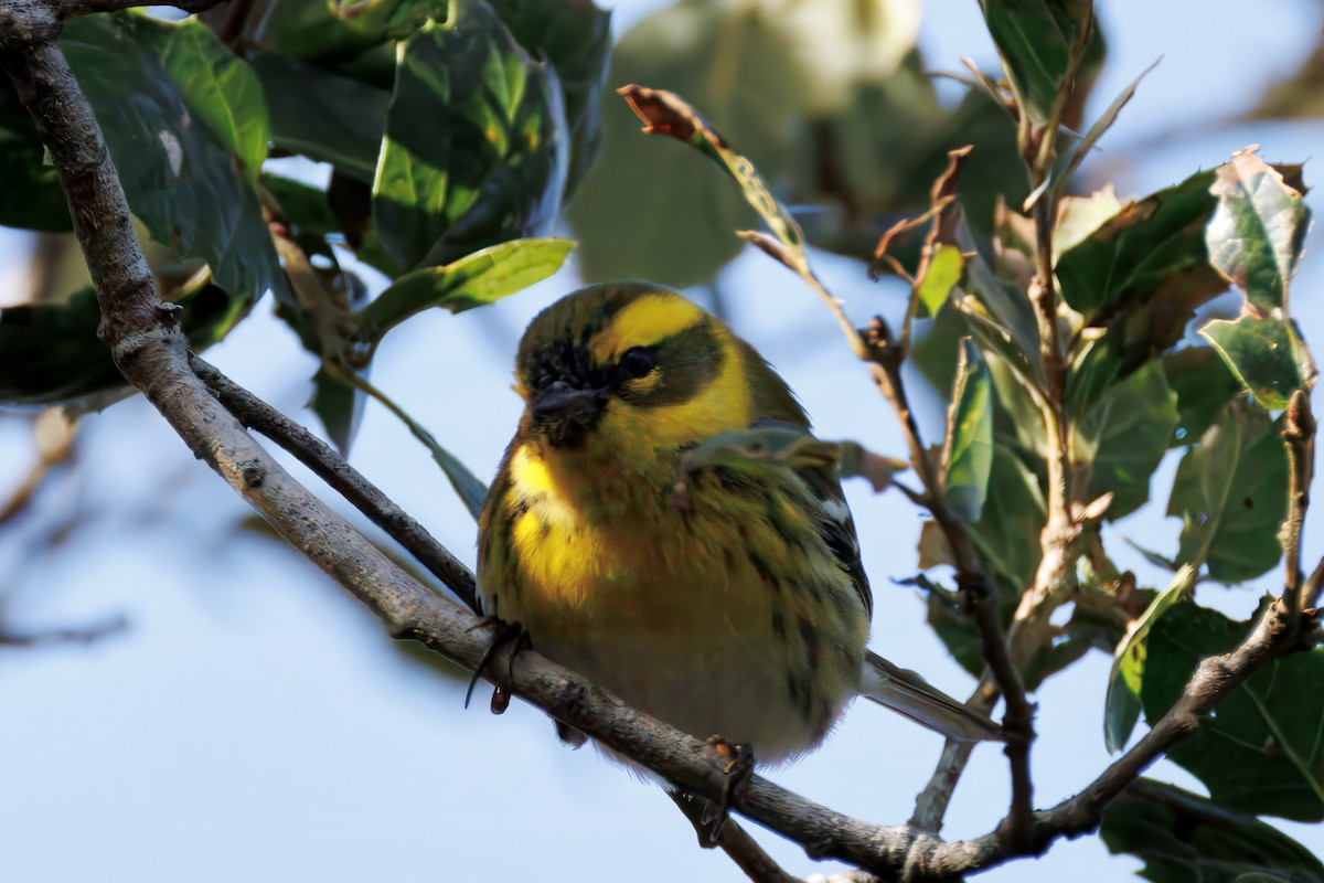Townsend's Warbler - ML628398638