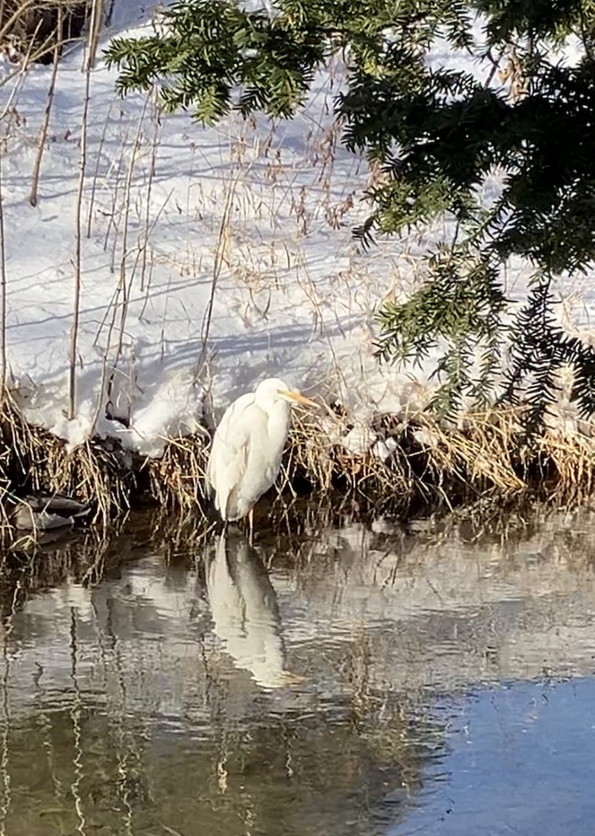 volavka bílá - ML628398697