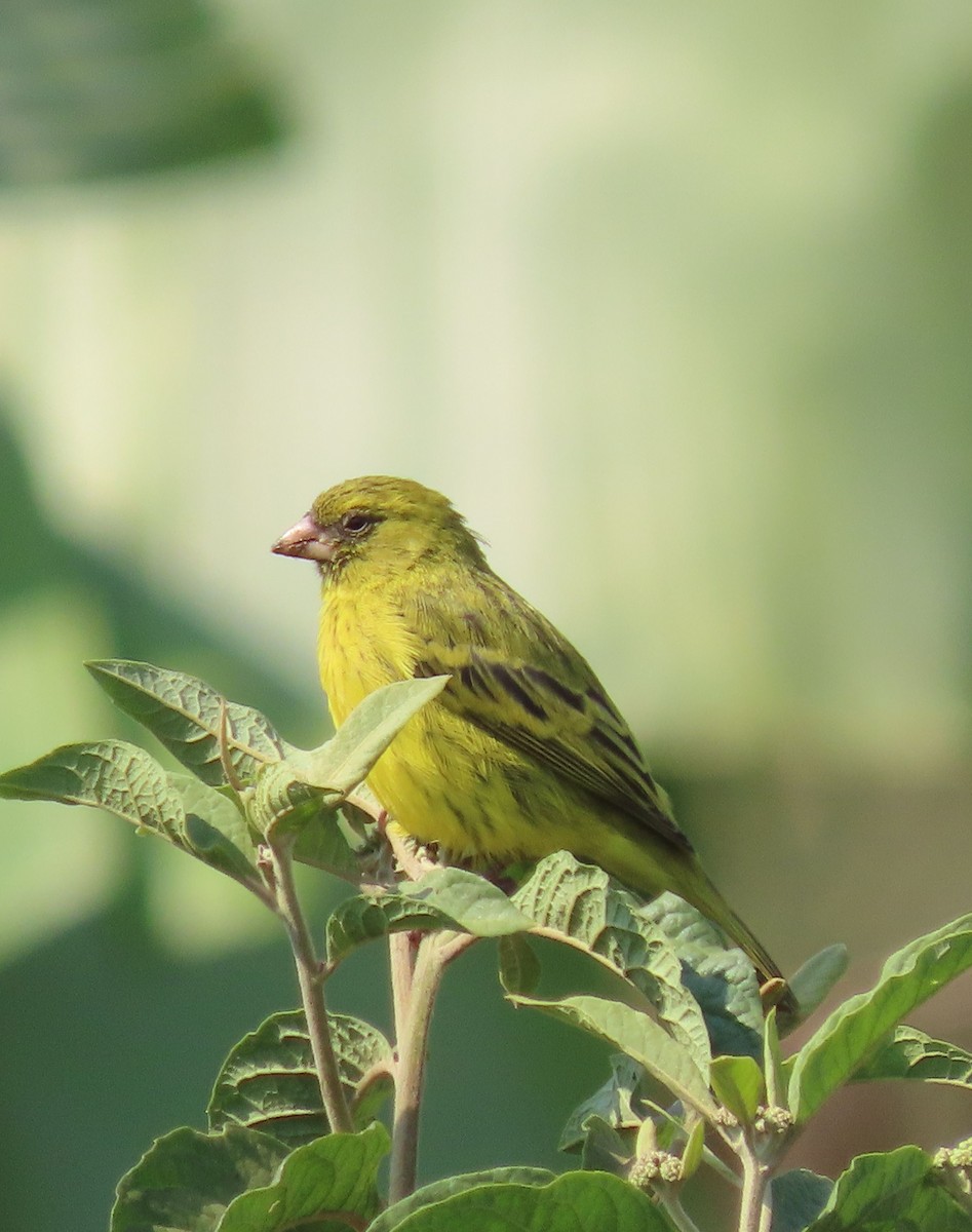 Papyrus Canary - ML628398756