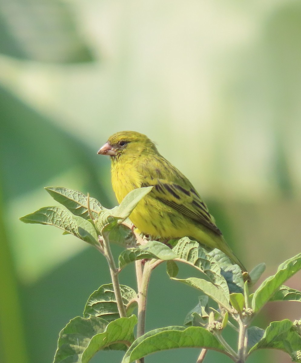 Papyrus Canary - ML628398757