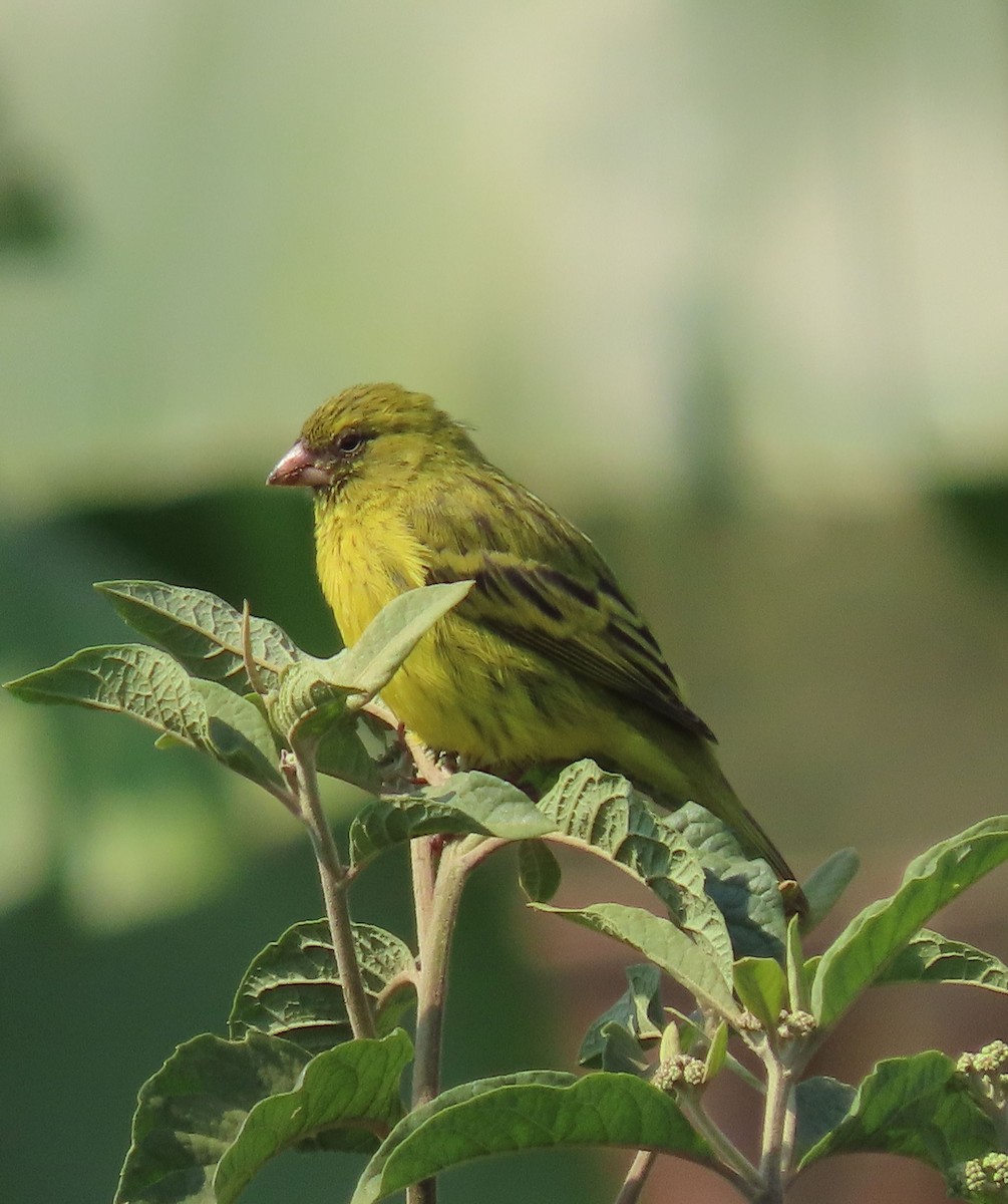 Papyrus Canary - ML628398758