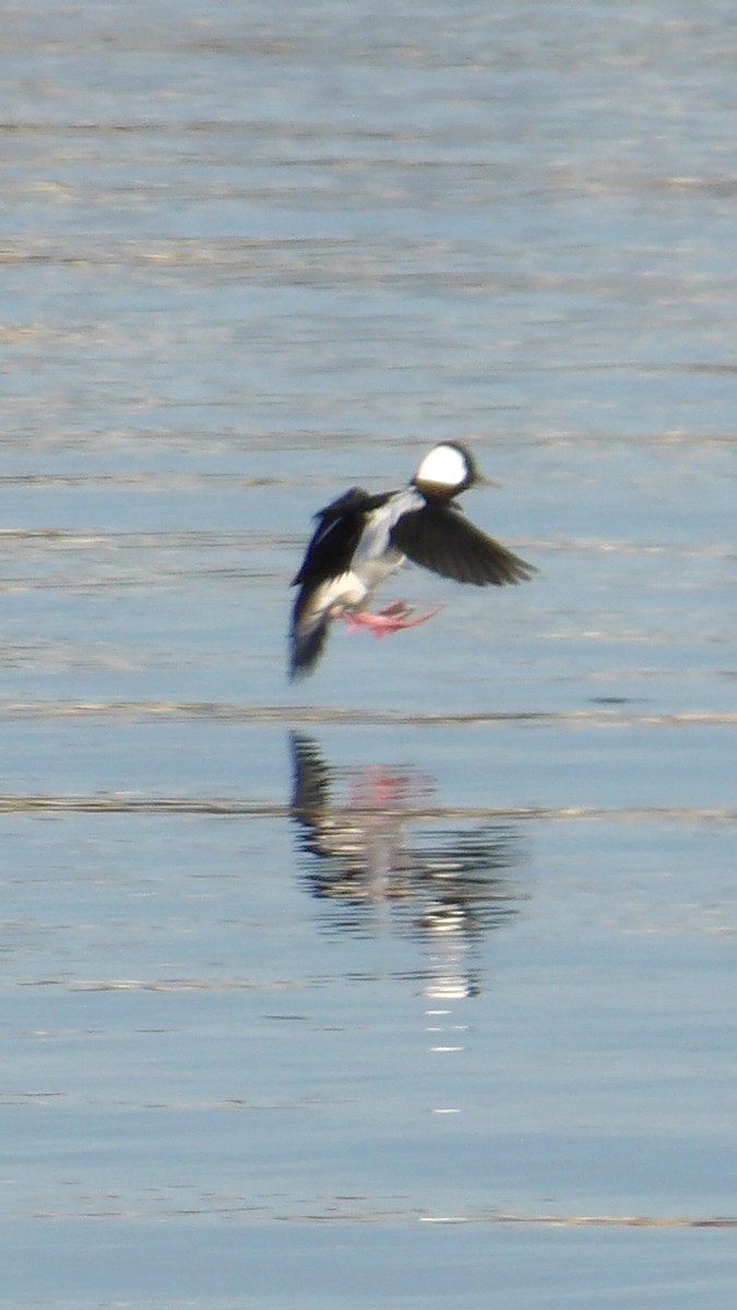 Bufflehead - ML628398760