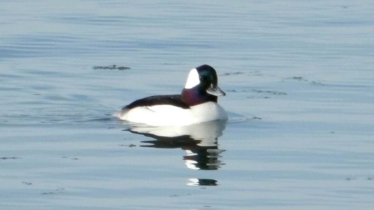 Bufflehead - ML628398762