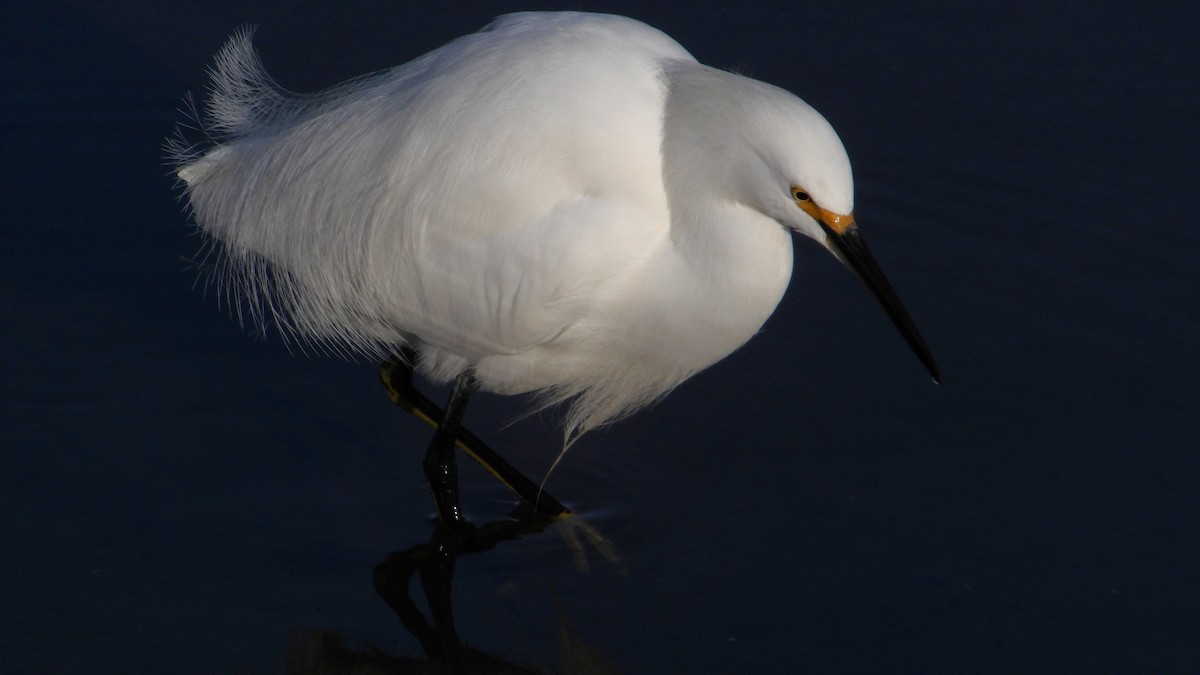 Snowy Egret - ML628398769