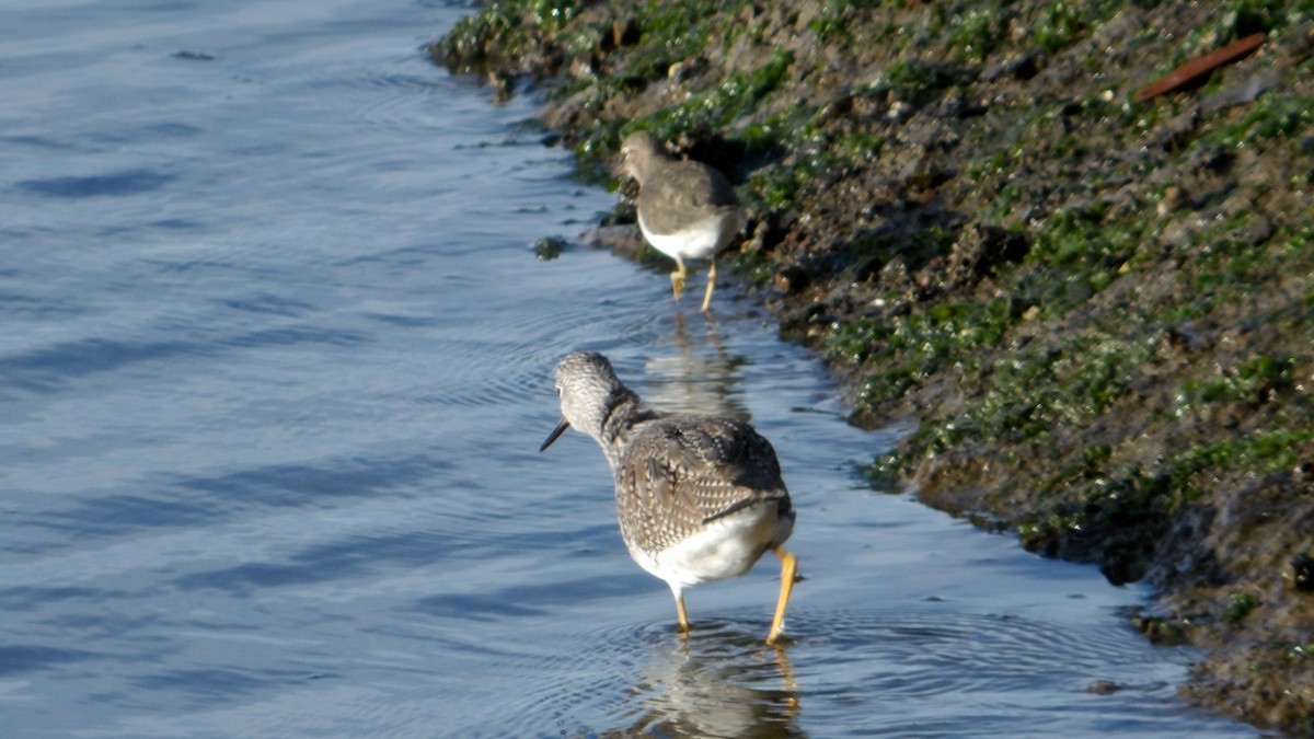 Spotted Sandpiper - ML628398780