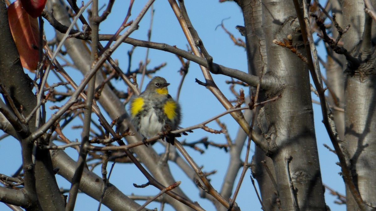 Yellow-rumped Warbler - ML628398787