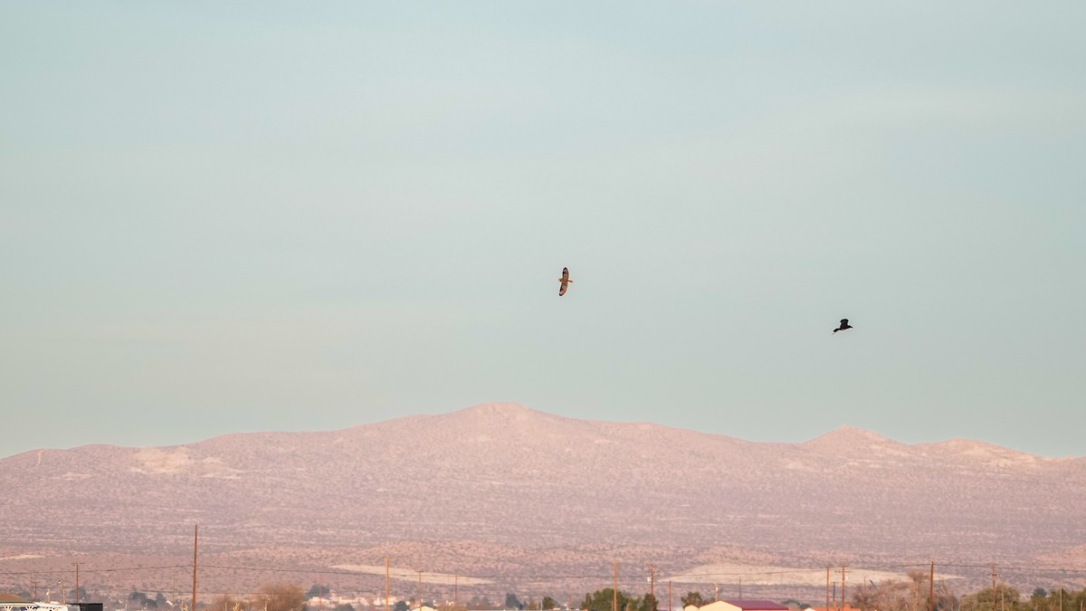 Short-eared Owl - ML628399136