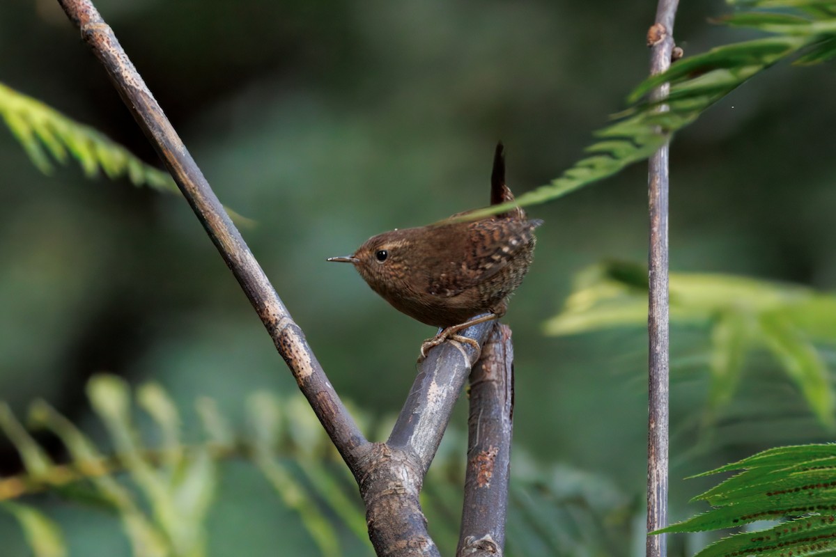 Pacific Wren - ML628399180