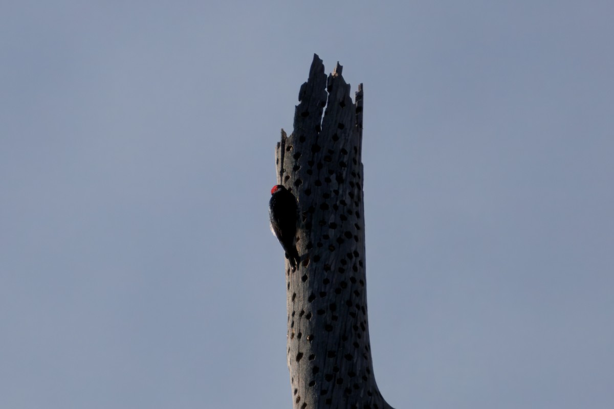 Acorn Woodpecker - ML628399193