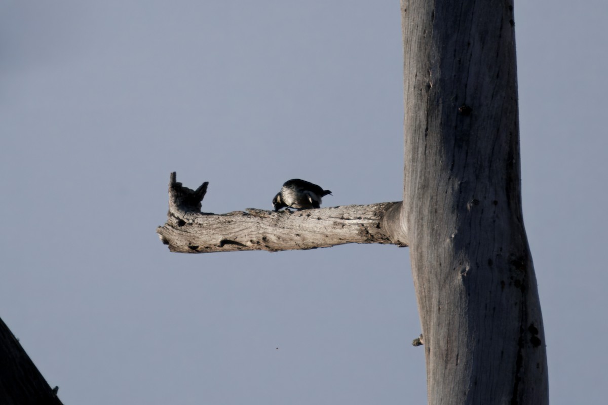 Acorn Woodpecker - ML628399202