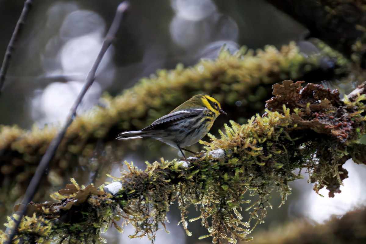Townsend's Warbler - ML628399208