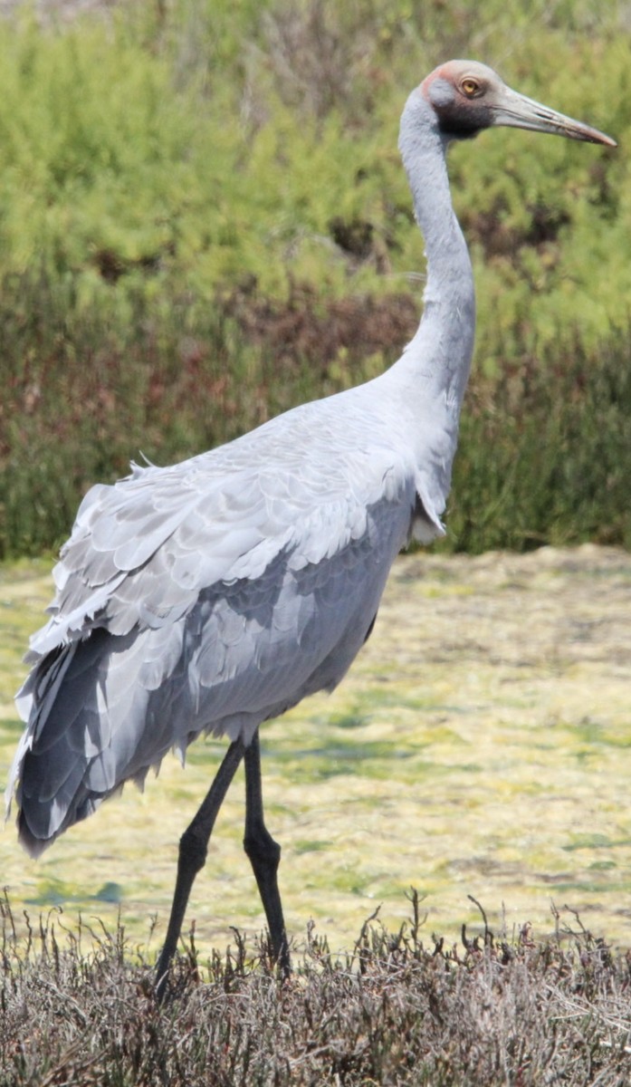 Brolga - ML628399211