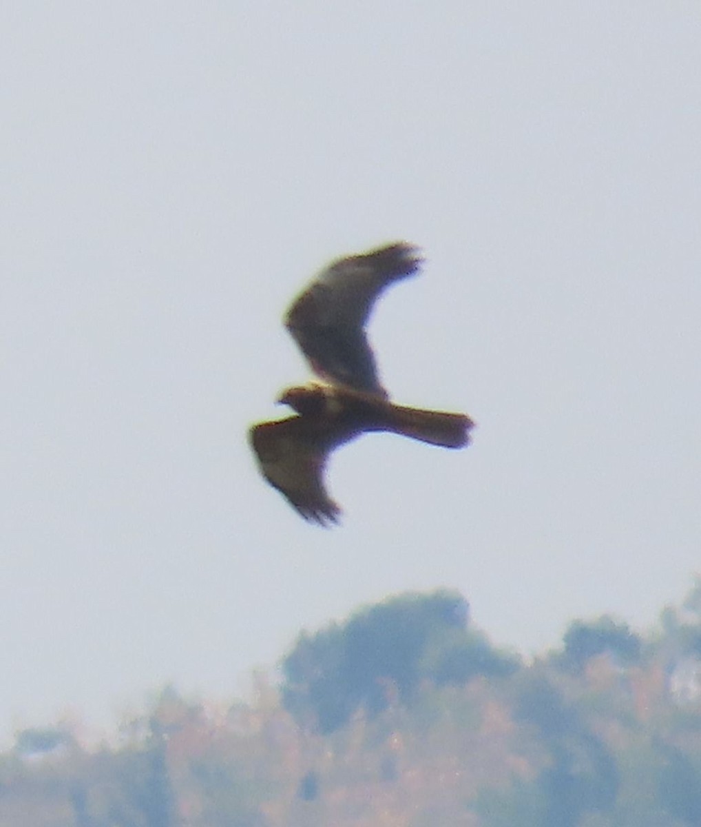 African Marsh Harrier - ML628399380