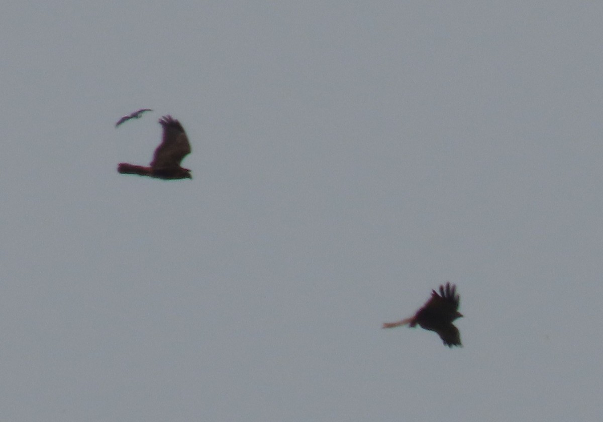 African Marsh Harrier - ML628399381