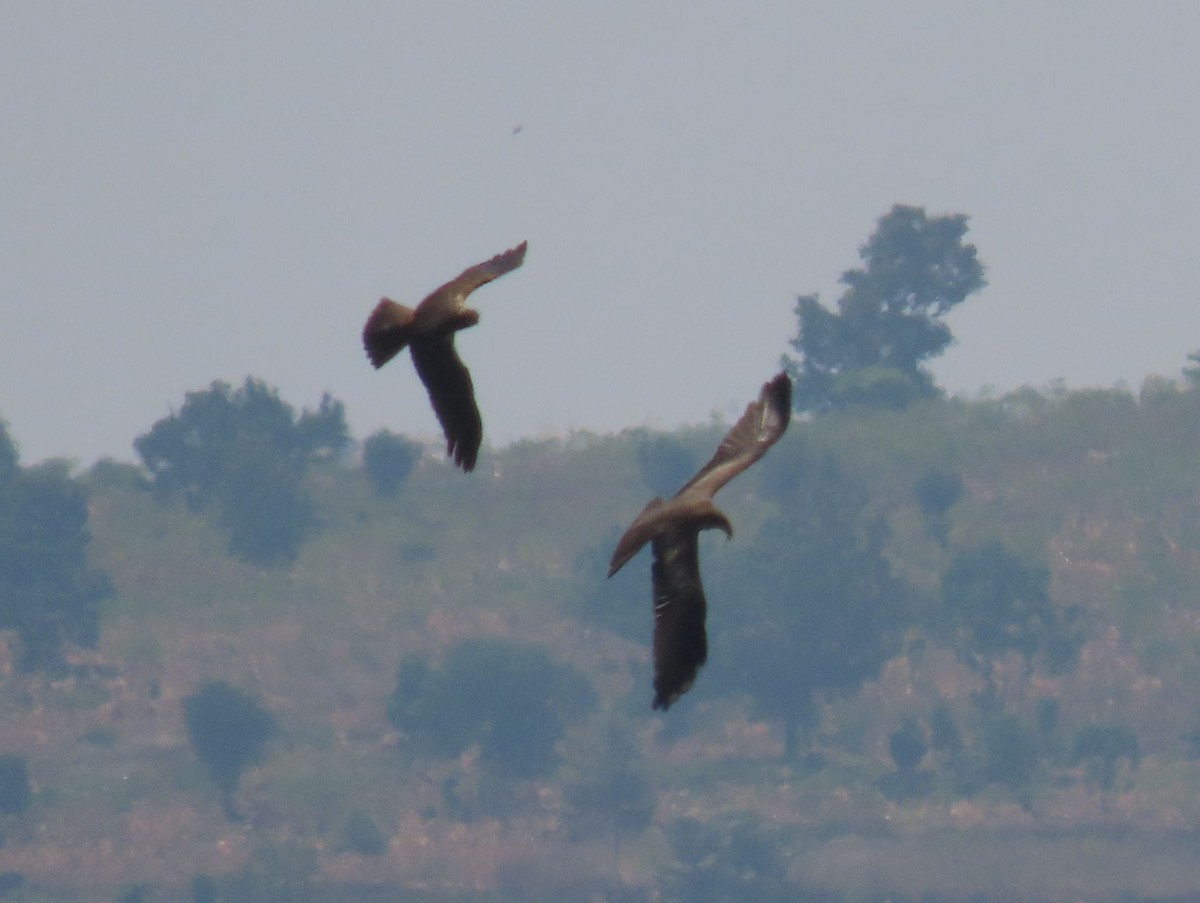 African Marsh Harrier - ML628399382